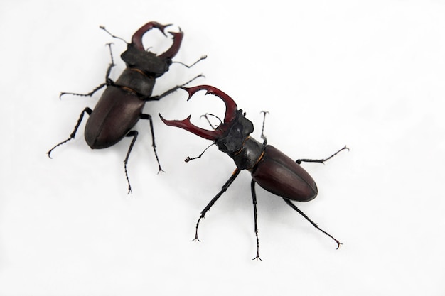 Photo deux cerfs coléoptères mâles isolés