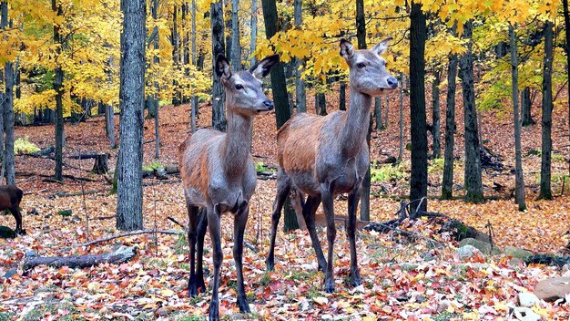 Deux cerfs dans la forêt d'automne