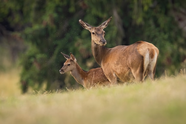 Deux cerfs élaphes, cervus elaphus, debout sur le terrain dans la nature estivale. Mère et veau observant sur les prairies rapprochées. Hind et jeune mammifère regardant sur la clairière.