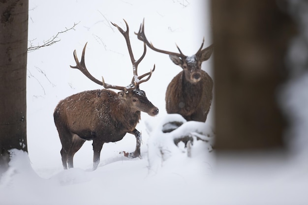 Deux cerfs rouges pataugeant dans la neige profonde dans la forêt d'hiver