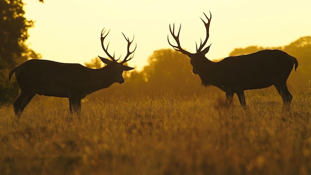 Deux cerfs rouges se reposent dans la ville.