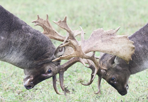 deux cerfs se battant dans la forêt