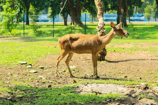 Deux cerfs sont dans le champ avec de l'herbe verte