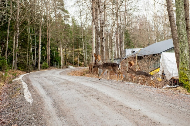 Photo deux cerfs traversent la route en suède