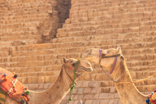 Deux chameaux sur le fond de la pyramide de Gizeh