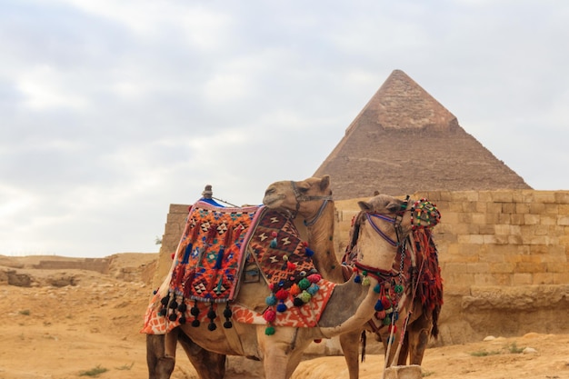 Deux chameaux sur le fond de la pyramide de Gizeh