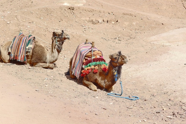 Deux chameaux s'étendant dans le désert d'Egypte