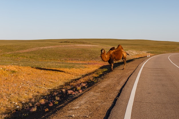 Deux chameaux se dresse près de la route