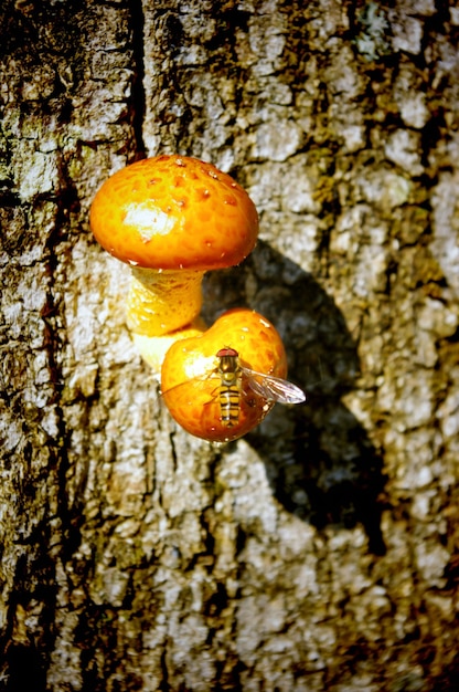 Deux champignons et une abeille par une journée ensoleillée.