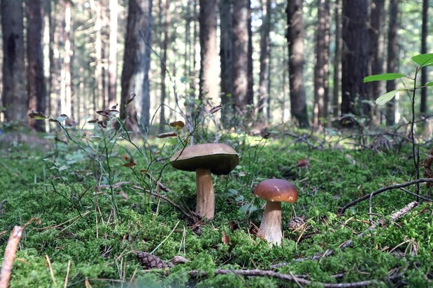 Deux champignons blancs dans la mousse sur le fond de la vue latérale de la forêt