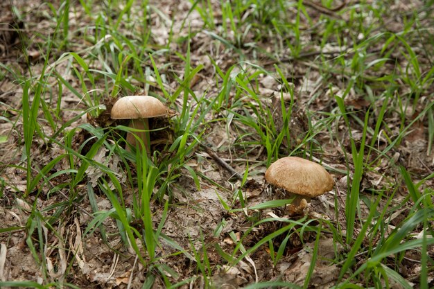 Deux champignons blancs poussent dans une clairière