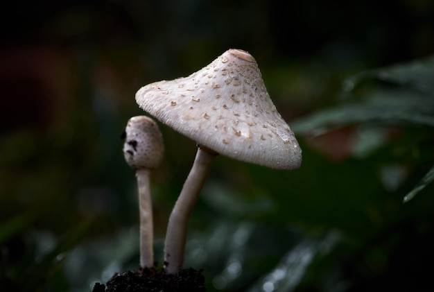 Deux champignons avec un chapeau blanc et une feuille verte