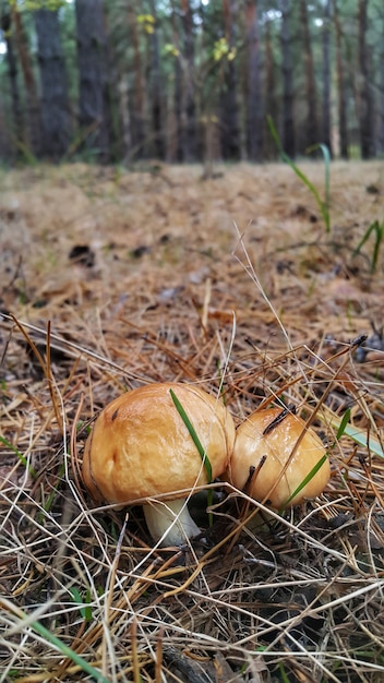 Deux champignons huileux dans les bois.