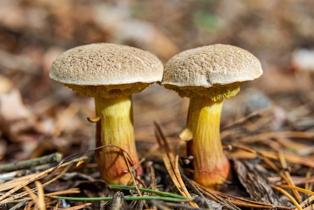 Deux champignons de Xerocomus subtomentosus poussant dans la forêt d'automne