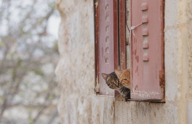 Deux chaton adorable curieux se cachant derrière la fenêtre