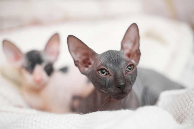 deux chaton sphynx sur lit