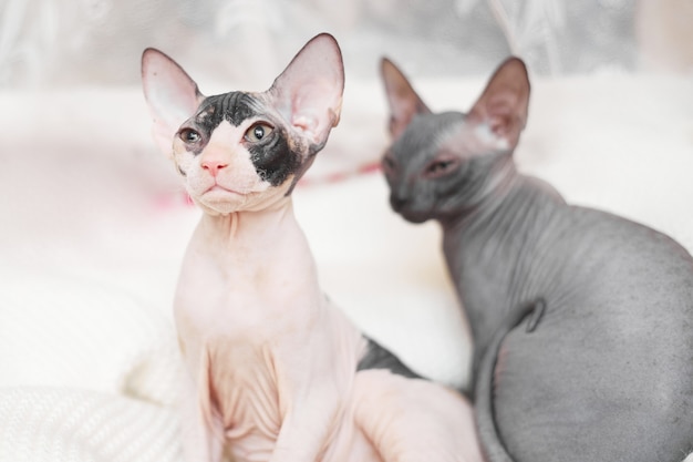 deux chaton sphynx sur lit