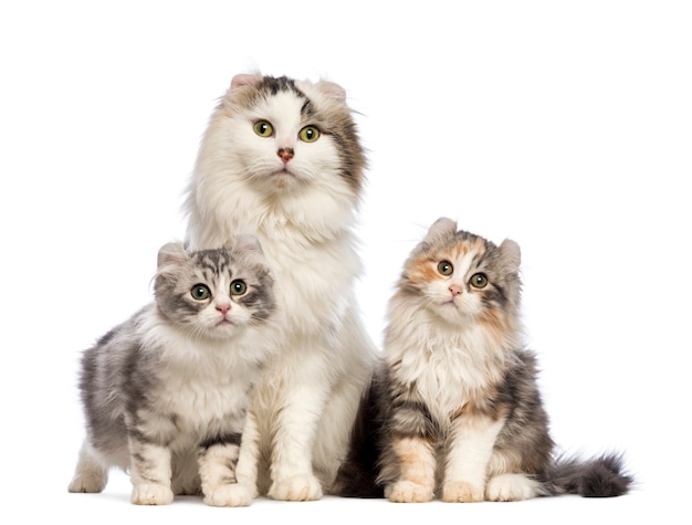 Deux chatons American Curl (3 mois) assis avec leur maman