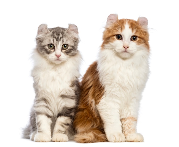 Deux chatons American Curl (3 mois) assis et regardant