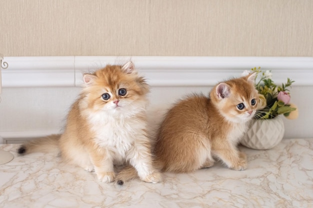 Deux chatons britanniques aux cheveux longs sont assis sur une table