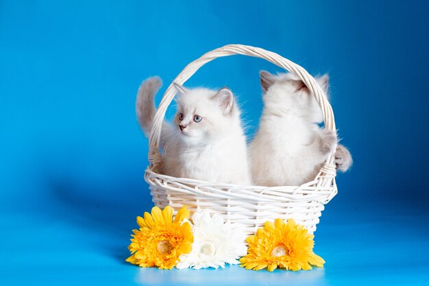 Deux chatons dans un panier sur fond bleu