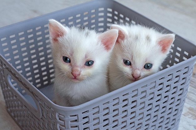 Deux chatons dans un panier gris