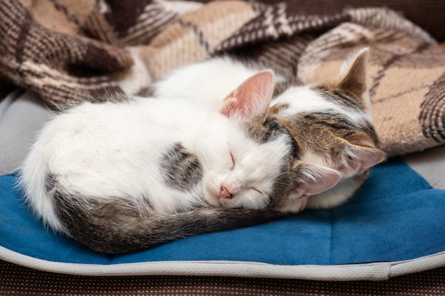 Deux chatons dorment doucement sur le lit