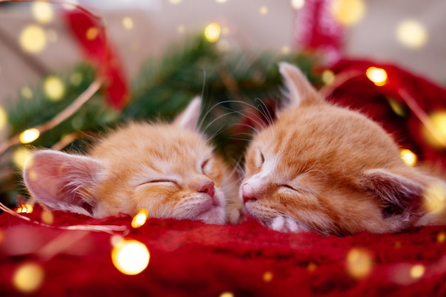 Deux chatons de gingembre dormant avec des lumières de Noël sur les chats rouges oranges rouges joyeux rêves vacances et