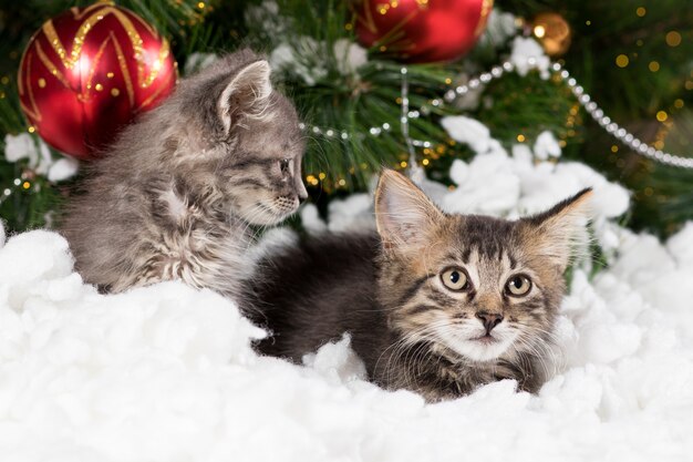 Deux chatons gris se cachent dans la neige près du sapin de Noël.