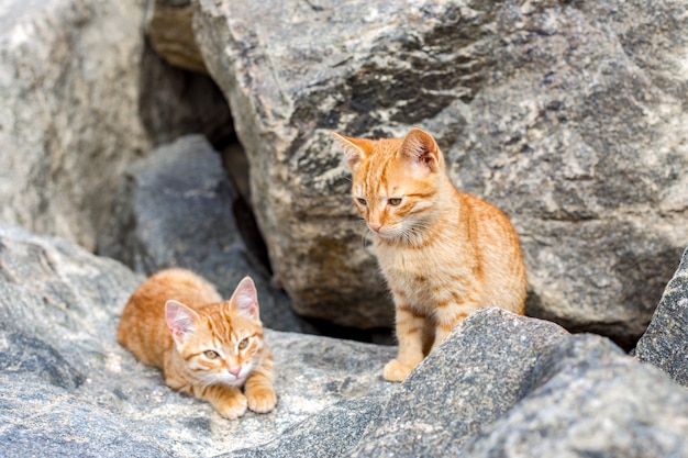 Deux chatons jaunes jouant à l&#39;extérieur. Deux chats se battent et jouent dans la pierre