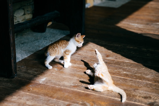 Deux chatons jouer