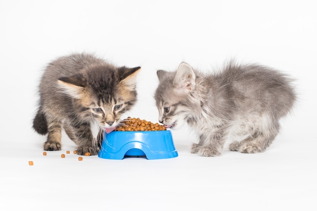 Deux chatons mangeant de la nourriture dans une assiette bleue sur fond blanc