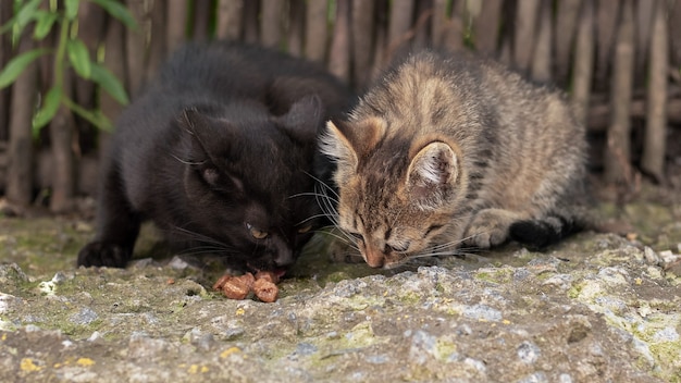 Deux Chatons Mangent Dans Le Jardin Près De La Clôture