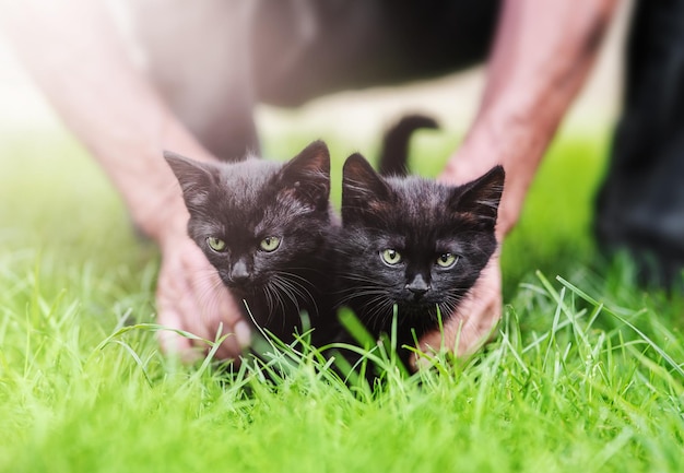 Deux chatons noirs entre les mains d'un homme