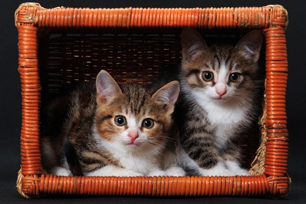 Deux chatons rayés assis dans un panier rectangulaire