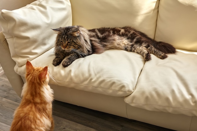 Deux chats allongés sur un canapé blanc à la maison je