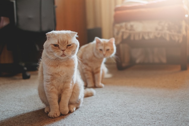 Deux chats assis dans le salon