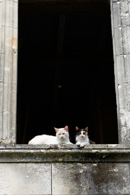 Deux chats au bord de la fenêtre d'un monument historique