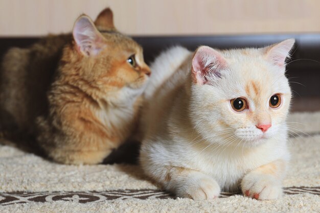 Deux chats domestiques de race britannique et écossaise