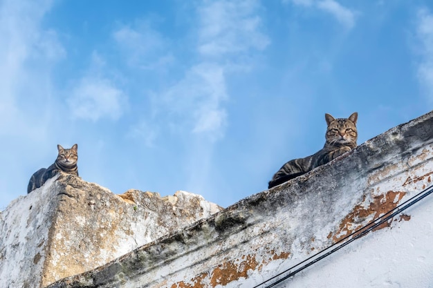 Deux chats domestiques sur le toit