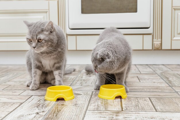 Photo deux chats écossais gris mangent de la nourriture d'un bol de chat jaune dans la cuisine