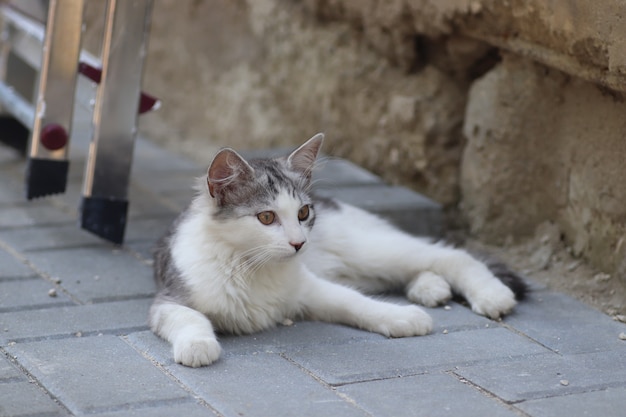 deux chats gris et blancs duveteux par une journée ensoleillée jouant sur le mur de la maison près du kit d'escaliers en fer