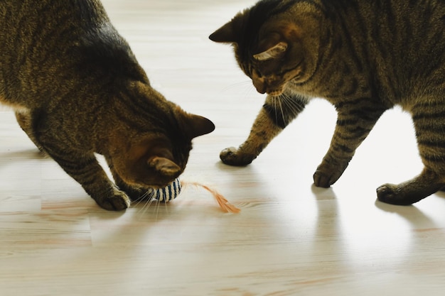 Deux chats jouent au ballon dans l'appartement