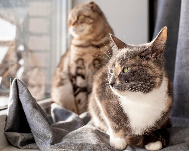 Deux chats mignons l'un bâtard l'autre Scottish Fold assis sur le rebord de la fenêtre