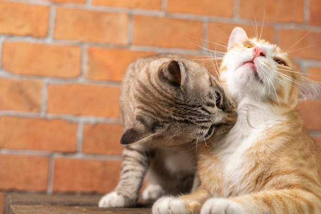 Deux chats orange jouent sur la table.