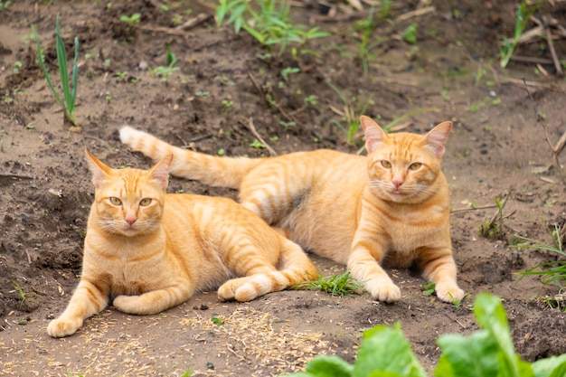 Deux chats orange reposant sur le sol.