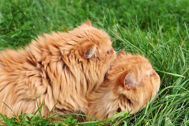 Deux chats persans drôles rouges sont couchés dans l'herbe verte