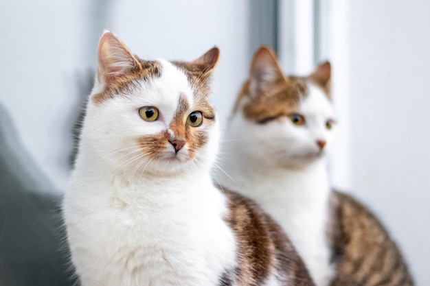 Deux chats à pois blancs sont assis près de la fenêtre