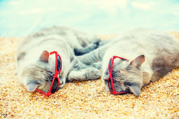 Deux chats portant des lunettes de soleil se détendre sur la plage