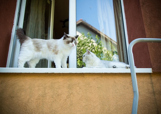 Deux chats de race Ragdoll et Chinchilla écossais sont assis sur le rebord de la fenêtre et regardent la rue